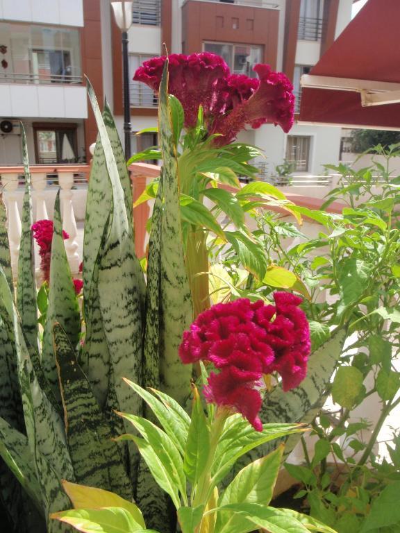 Hotel Aloe Apart Marmaris