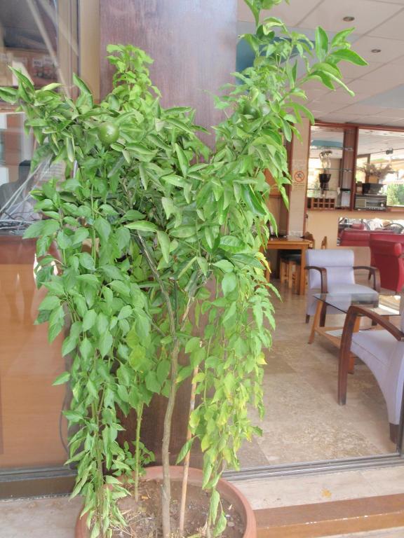 Hotel Aloe Apart Marmaris